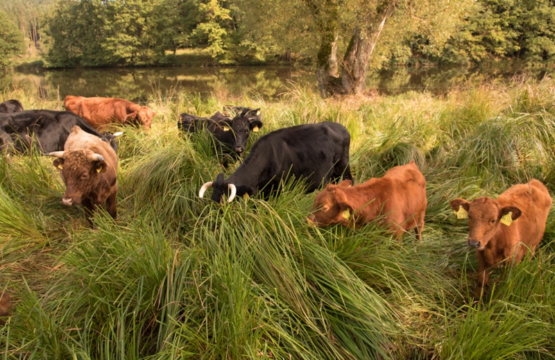camping-hoellensteinsee-5-8-biodiversitaet